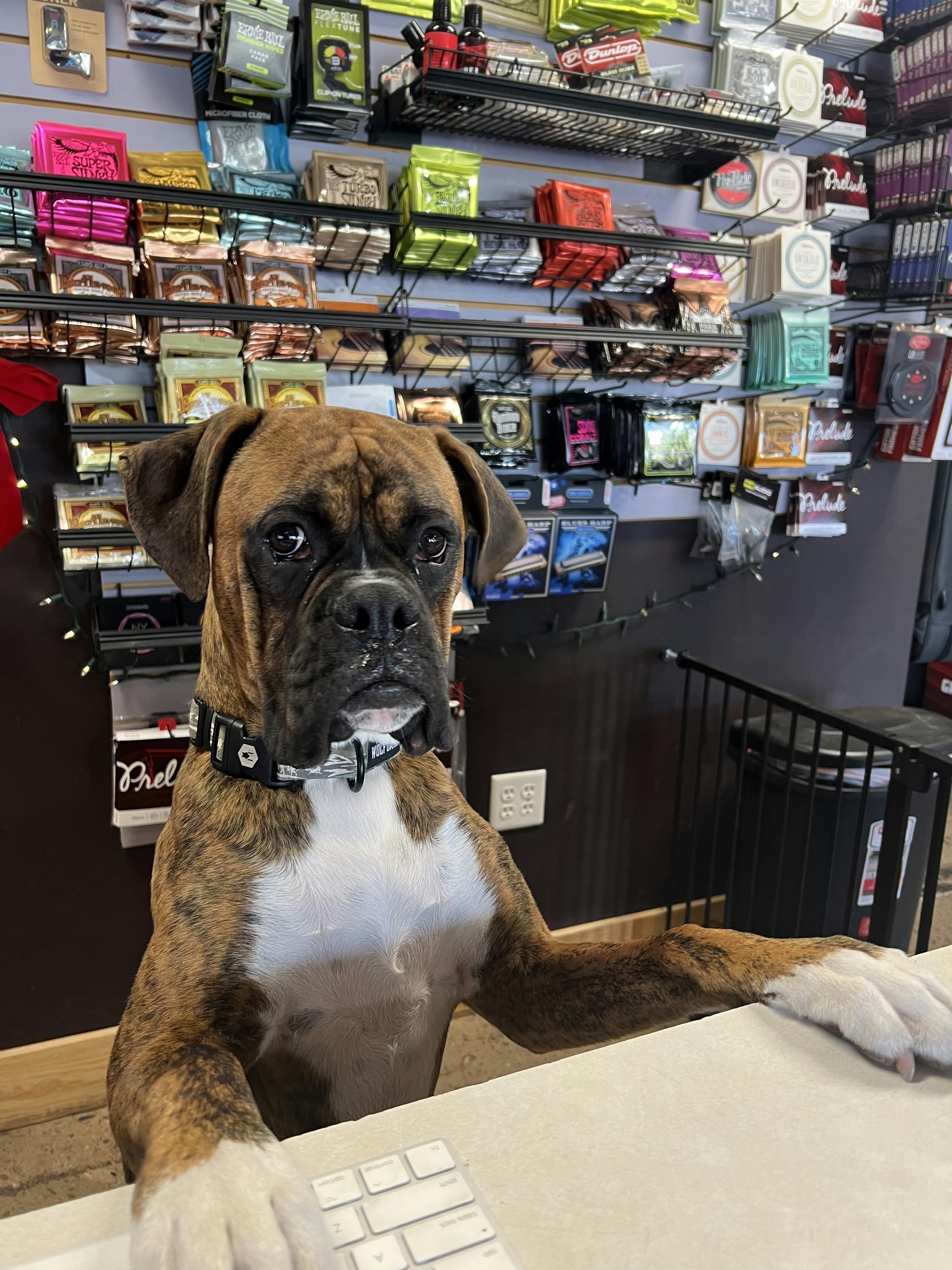 Reggie (the dog) at the front counter